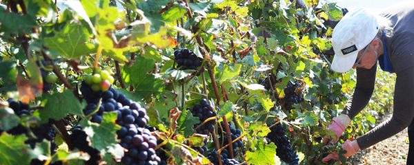 Natural ingredients by Relish, Kent's Expert Wedding Caterers